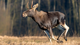 Biologist Captures Wild Video of Moose Fleeing From Grizzly Bear in Montana