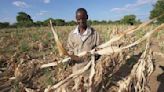 African farmers look to the past and the future to address climate change