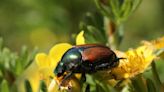 This beetle is the latest invasive species found in the Sacramento area