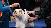 Meet Stache, the winner of the 2023 National Dog Show