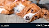 Leishmaniasis en perros: síntomas y productos básicos para prevenirlo