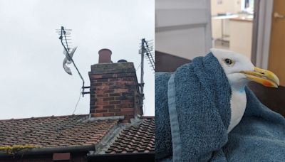 Gull freed from TV aerial after getting tangled in hair extensions