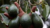 Mexico governor flags quick resumption of U.S. avocado exports | Honolulu Star-Advertiser