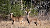 Wisconsin's Vilas, Oneida county offer doe tags; Iron, Ashland buck only - Outdoor News