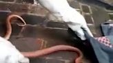 Shop owner finds 3ft snake while unblocking drainpipe