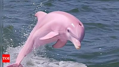 Rare pink Dolphin photo goes viral: Is it real or fake? - Times of India