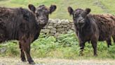 British hiker hospitalized after being trampled by cows