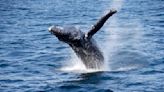 How humanity's ear-splitting racket deafens whales and other marine animals