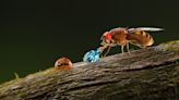 Researchers identify a new taste receptor in flies for alkaline food