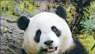 Lee flies to Sichuan for panda talks