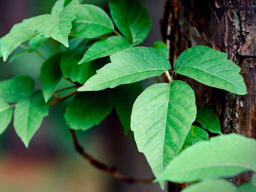 How to identify poison ivy with your smartphone — use these apps