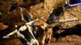 Extension Corner: ACES webinars cover best practices on raising goats, sheep