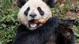 Pair of giant pandas set to travel from China to San Diego Zoo under conservation partnership