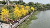 風鈴木3月迎盛開 竹縣府公布賞花景點 (圖)