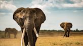 Our laser technique can tell apart elephant and mammoth ivory – here’s how it may disrupt the ivory trade