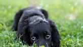 Adorable Six-Legged 'Mermaid' Dog Finds Forever Home by the Sea