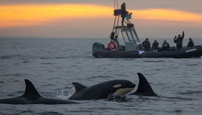 Las orcas atacan y hunden barcos: ahora los científicos saben por qué