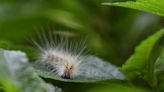 Webworms are weaving their webs in larger numbers this year, LSU AgCenter expert says