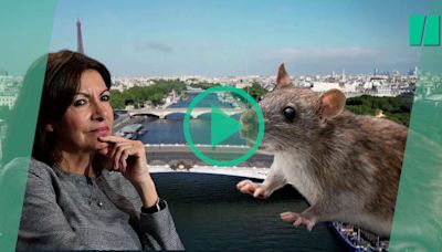 Anne Hidalgo qui plonge dans la Seine doit-elle se faire vacciner contre la « maladie du rat » ?