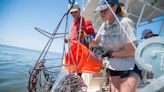 Researchers urge intervention to save Mississippi oyster reefs