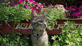 A patio for your cat: Catios are the new craze, here’s why and the benefits they provide