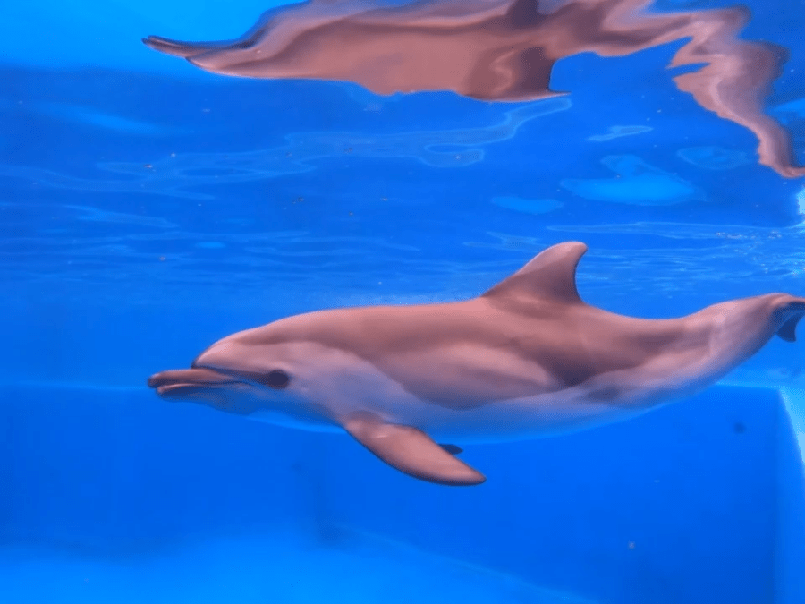 Watch: Baby dolphin defies all odds, survives broken jaw after SeaWorld rescue