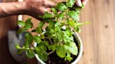 8 Essential Tips for Growing Mint Indoors