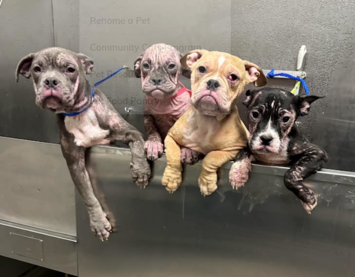 Las Vegas shelter seeks foster families for puppies abandoned on sidewalk