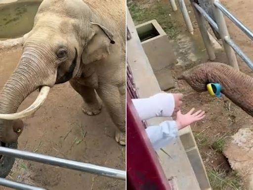 Cina, il bambino perde la scarpetta e l'elefante gliela restituisce