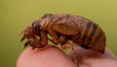 ‘Cicada-geddon’ causes some to report the noisy insects to law enforcement