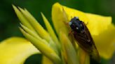 Rare blue-eyed cicada spotted during 2024 emergence at suburban Chicago arboretum