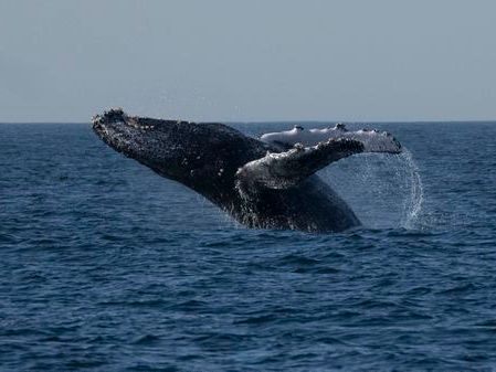 Humpback whale puts on a show, frolicking and breaching in Maine cove: ‘We’re in his home, he’s not in ours’ - The Boston Globe
