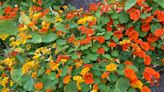 Why the colorful blooms of this water-wise plant make it ideal for gardens