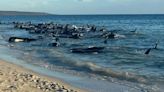 Al menos 100 ballenas piloto quedaron varadas en una playa al suroeste de Australia