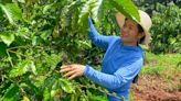 Some Vietnam coffee farms thrive despite drought, but may not stop espresso price hikes