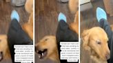 Pregnant woman accidentally records golden retriever’s desperate health warnings