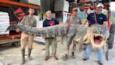 800-pound alligator is the longest ever caught in Mississippi