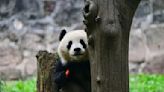 New chapter in panda conservation: US zoo to welcome pair from China