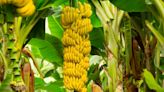 Lanzan preocupante mensaje por lo que está pasando con el banano colombiano: hay alerta