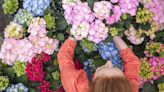 Make hydrangeas pop with colour with simple method that will cost you nothing