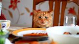 Orange cat eyeballing owner's plate has internet in stitches: "Let me eat"