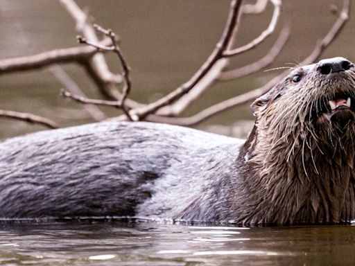 River otter captured after attacking and dragging child underwater at Washington marina