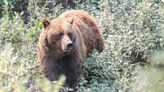 Grizzly bears back in crosshairs as Alberta lifts hunting ban in select cases