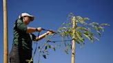 Want a low-tech way to combat Phoenix's heat? Plant more trees