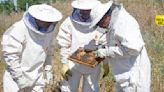 ¿Bomberos apicultores? Día Mundial de las Abejas desde Coslada