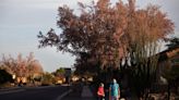 Ironwood bloom among best in years: Desert's 'grand old man' is dressed in pink