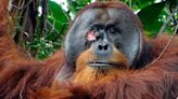 Orangután veterinario: se curó una herida con un producto que preparó