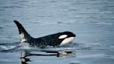 Man Fined $600 After Attempting to 'Body Slam' a Killer Whale | 101one WJRR | Lynch and Taco