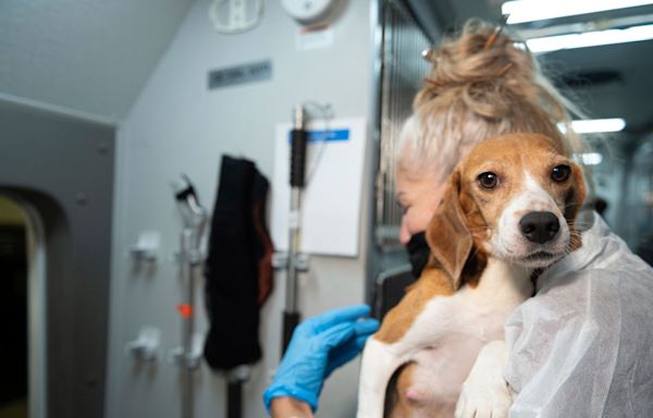 Animal breeder Envigo to pay record $35M fine in welfare case involving 4K beagles