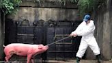 國際非洲豬瘟疫情燒 防檢署籲返國勿攜肉品